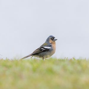 Preview wallpaper finch, bird, grass, sky, blur