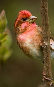 Preview wallpaper finch, branch, sit, bird