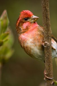 Preview wallpaper finch, branch, sit, bird