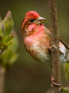 Preview wallpaper finch, branch, sit, bird