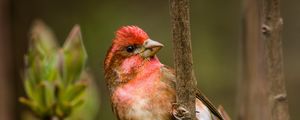 Preview wallpaper finch, branch, sit, bird
