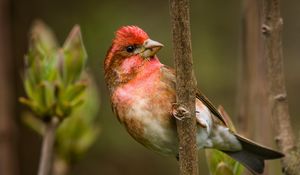 Preview wallpaper finch, branch, sit, bird