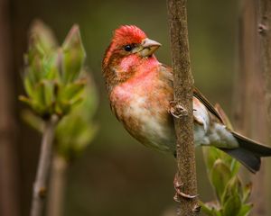 Preview wallpaper finch, branch, sit, bird