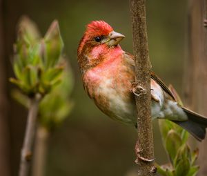 Preview wallpaper finch, branch, sit, bird