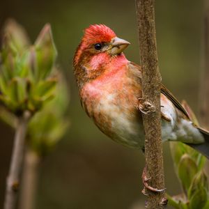 Preview wallpaper finch, branch, sit, bird