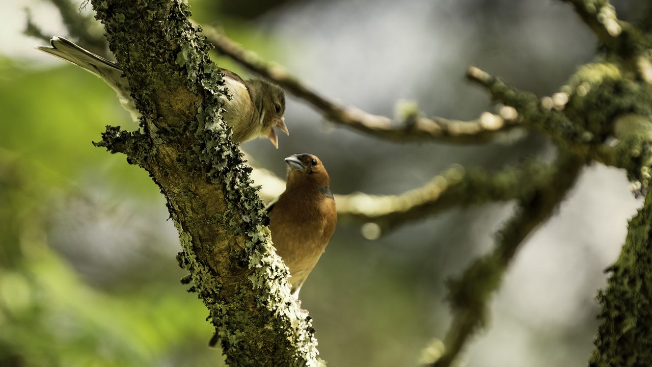 Wallpaper finches, birds, tree, blur, wildlife