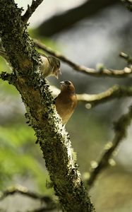 Preview wallpaper finches, birds, tree, blur, wildlife