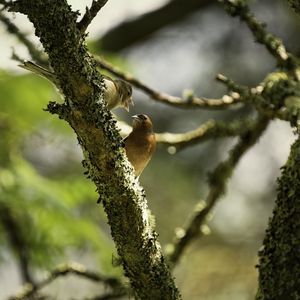Preview wallpaper finches, birds, tree, blur, wildlife