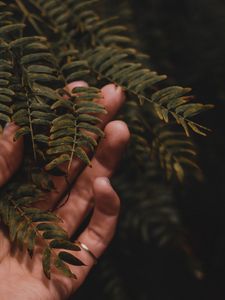 Preview wallpaper fingers, hand, branches, leaves