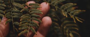 Preview wallpaper fingers, hand, branches, leaves