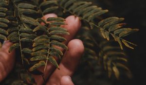 Preview wallpaper fingers, hand, branches, leaves