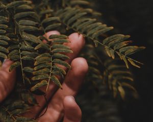 Preview wallpaper fingers, hand, branches, leaves