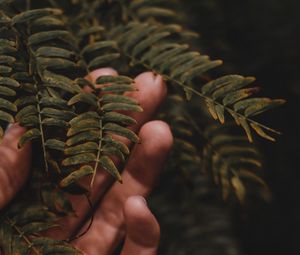 Preview wallpaper fingers, hand, branches, leaves