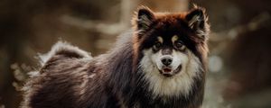 Preview wallpaper finnish lapphund, dog, pet, funny