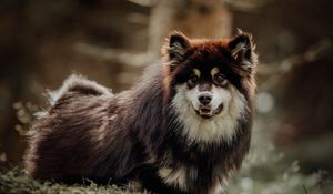 Preview wallpaper finnish lapphund, dog, pet, funny