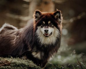 Preview wallpaper finnish lapphund, dog, pet, funny