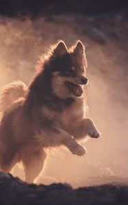 Preview wallpaper finnish lapphund, dog, pet, jump, fog