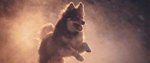 Preview wallpaper finnish lapphund, dog, pet, jump, fog