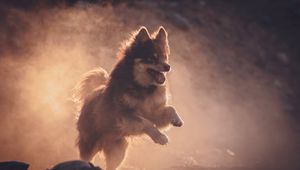 Preview wallpaper finnish lapphund, dog, pet, jump, fog