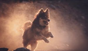 Preview wallpaper finnish lapphund, dog, pet, jump, fog