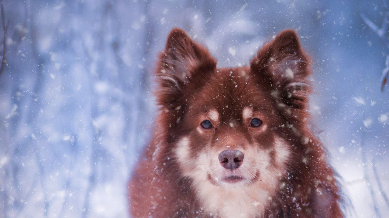 Wallpaper finnish lapphund, dog, pet, snow