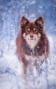 Preview wallpaper finnish lapphund, dog, pet, snow
