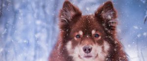 Preview wallpaper finnish lapphund, dog, pet, snow