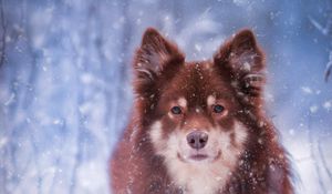 Preview wallpaper finnish lapphund, dog, pet, snow