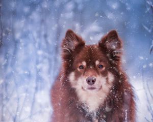 Preview wallpaper finnish lapphund, dog, pet, snow