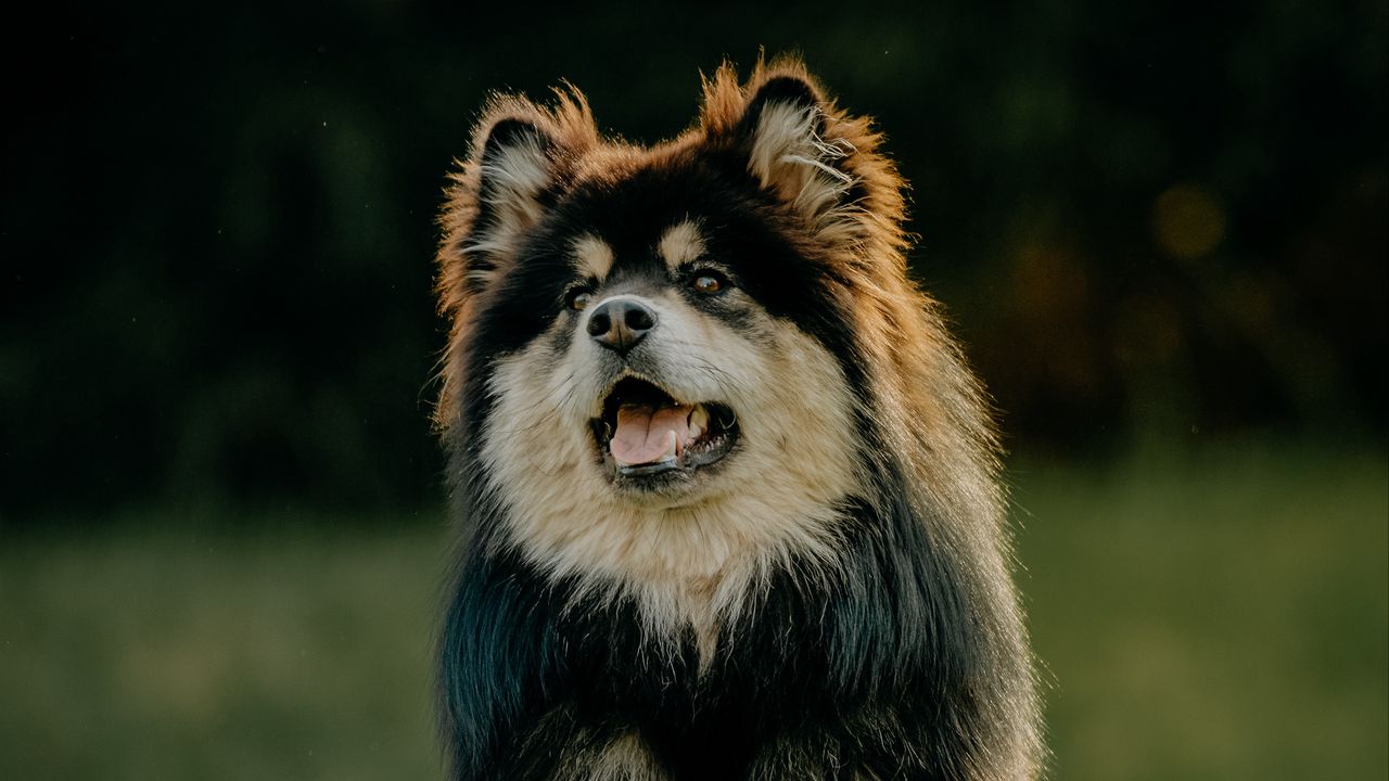 Wallpaper finnish lapphund, dog, protruding tongue, funny