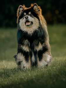 Preview wallpaper finnish lapphund, dog, protruding tongue, funny