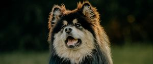 Preview wallpaper finnish lapphund, dog, protruding tongue, funny