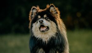 Preview wallpaper finnish lapphund, dog, protruding tongue, funny