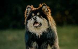 Preview wallpaper finnish lapphund, dog, protruding tongue, funny