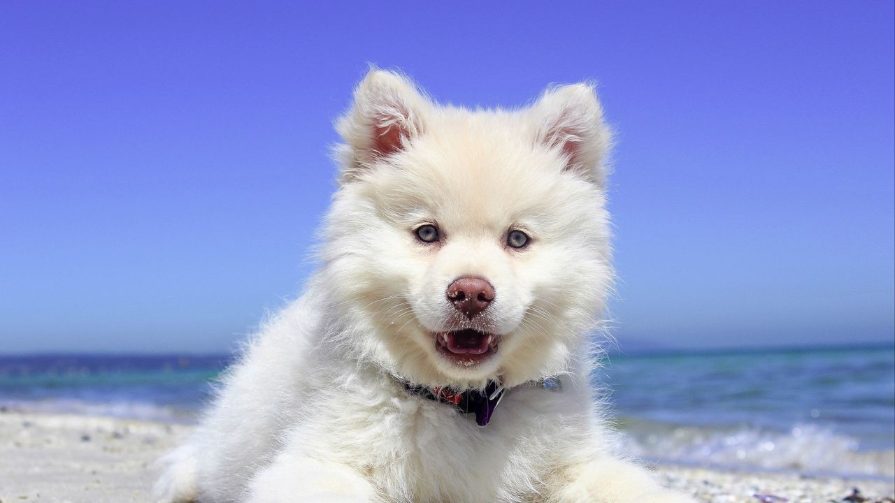 Wallpaper finnish lapphund, dog, puppy, lying, open mouth