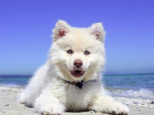 Preview wallpaper finnish lapphund, dog, puppy, lying, open mouth