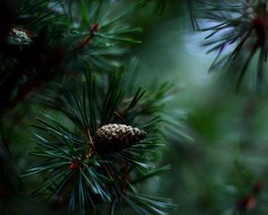Preview wallpaper fir, branch, close-up, blurred