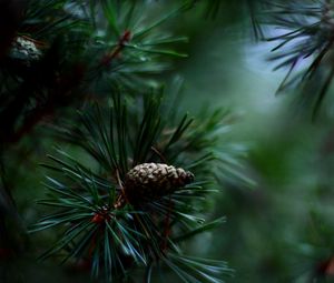 Preview wallpaper fir, branch, close-up, blurred
