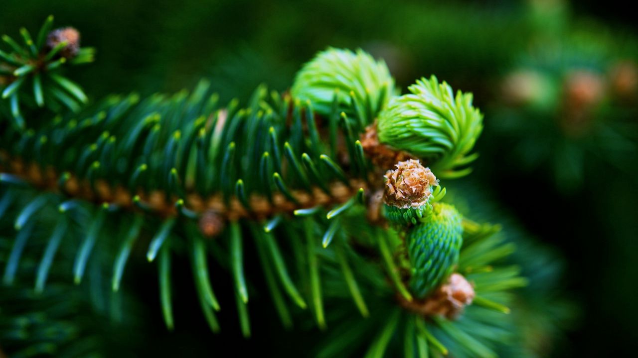 Wallpaper fir, branch, green, needles hd, picture, image