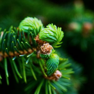 Preview wallpaper fir, branch, green, needles