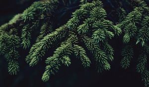 Preview wallpaper fir, branch, needles, dark