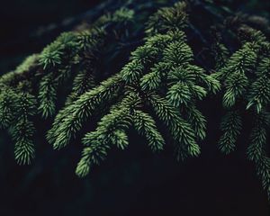 Preview wallpaper fir, branch, needles, dark