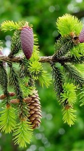 Preview wallpaper fir branch, pine cones, close-up