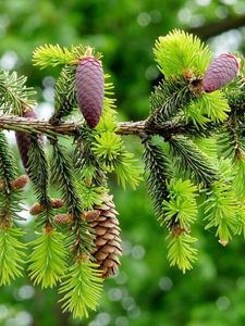 Preview wallpaper fir branch, pine cones, close-up