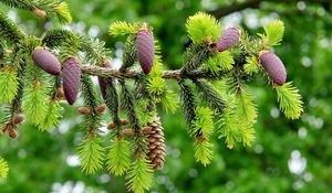 Preview wallpaper fir branch, pine cones, close-up