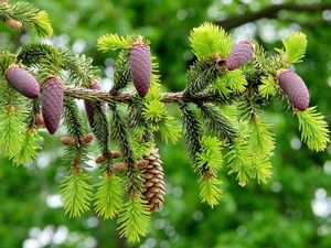 Preview wallpaper fir branch, pine cones, close-up