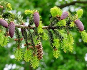 Preview wallpaper fir branch, pine cones, close-up