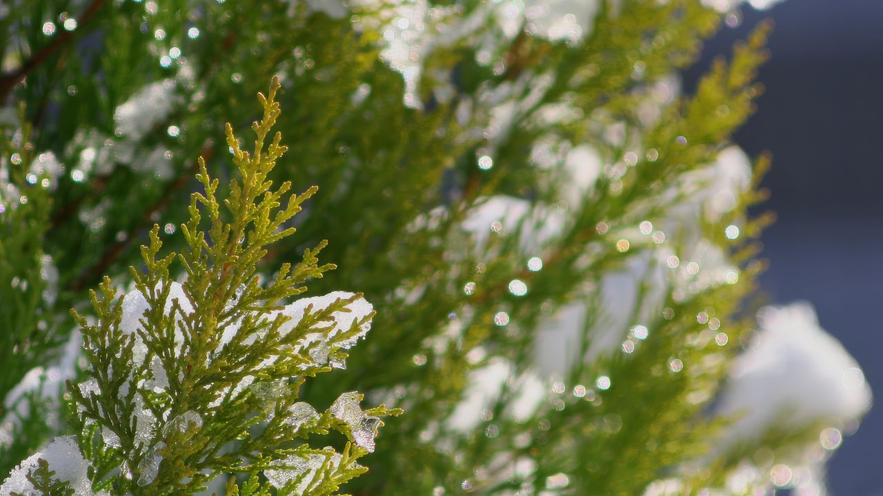 Wallpaper fir, branch, snow, winter, macro