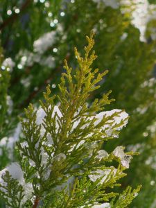 Preview wallpaper fir, branch, snow, winter, macro