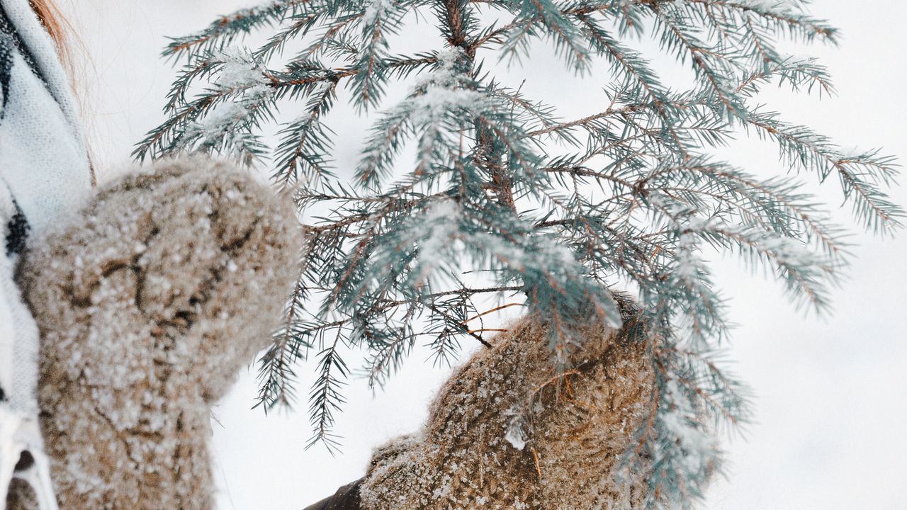 Wallpaper fir, branch, snow, hands, mittens